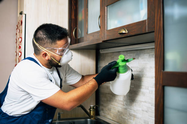 Best Local Pest Control Services  in Woodward, OK