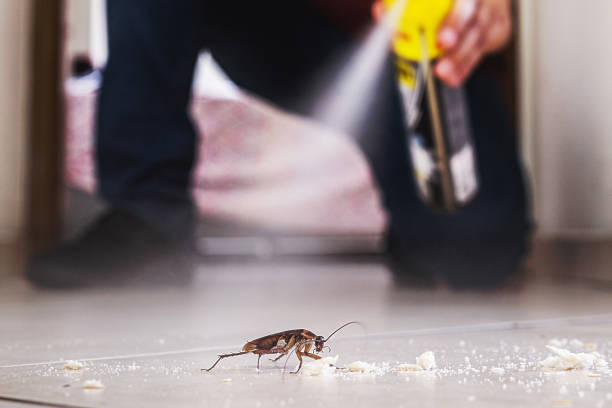 Best Pest Prevention Services  in Woodward, OK